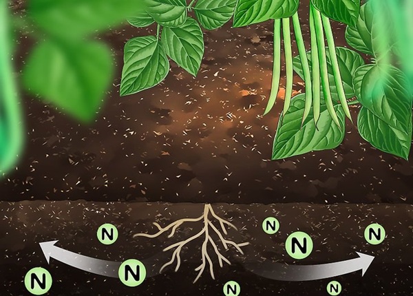 بررسی روش های افزایش نیتروژن خاک