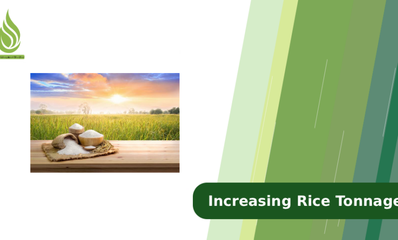 تصویر Why is Rice Yield Low? Solutions for Increasing Rice Tonnage