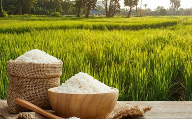 دمای مناسب برای رشد و افزایش تناژ برنج