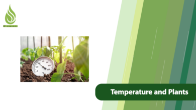 تصویر How Temperature Shapes Health, Growth, and Yields in Plants