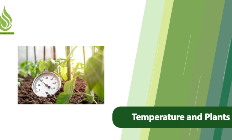 تصویر How Temperature Shapes Health, Growth, and Yields in Plants
