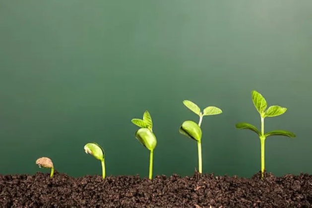 هدف از مصرف کود سریع رهش