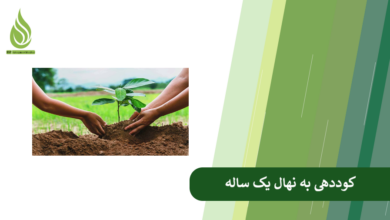 تصویر با این کوددهی، نهال یک ساله تان غول می شود! (راهکارهای علمی و عملی)