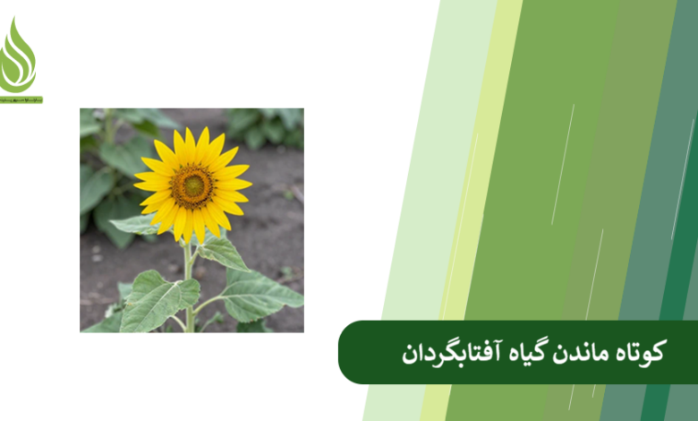 تصویر دلیل کوتاه ماندن گیاه آفتابگردان چیست؟ + راهکارهای افزایش قد آفتابگردان