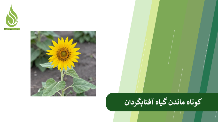 دلایل کوتاه ماندن آفتابگردان
