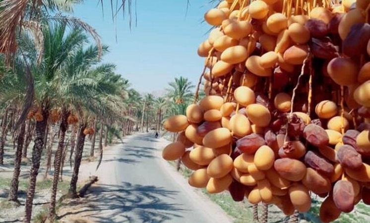 ترک خوردن پوست خرما به دلیل کمبود مواد غذایی