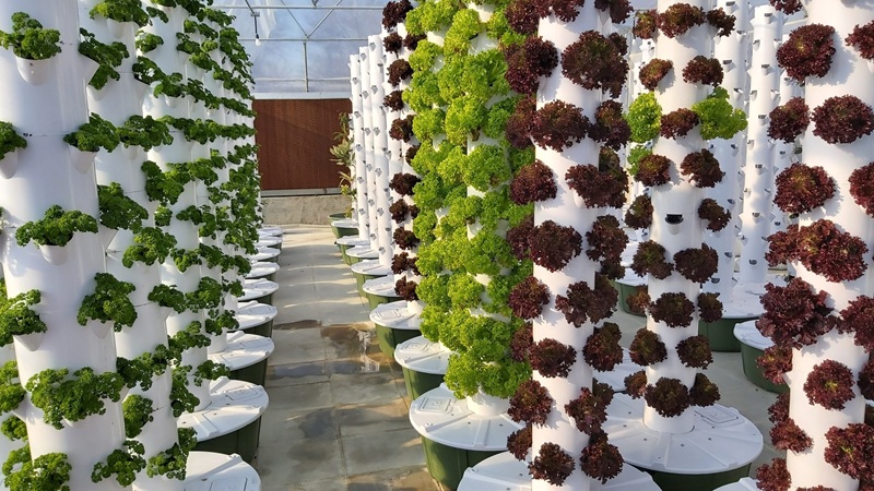 What is Hydroponic Farming?