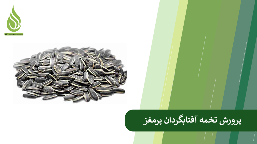 پوک شدن تخمه آفتابگردان