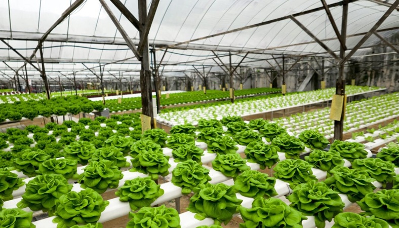 Hydroponic Farming vs. Traditional Agriculture