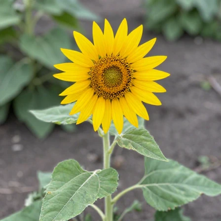 The Natural Height of a Sunflower, and When to Worry