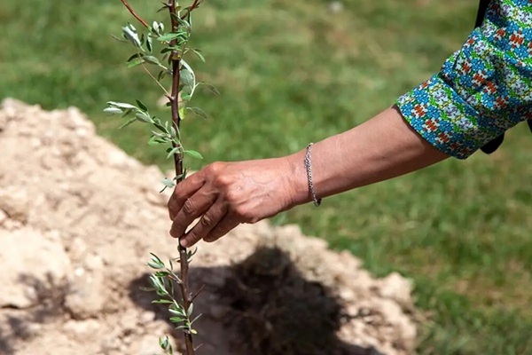 اهمیت کوددهی به نهال یک ساله