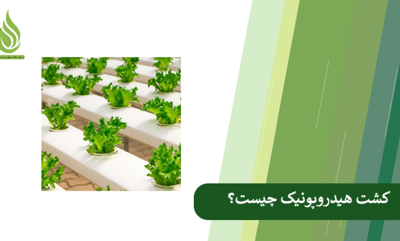 تصویر Hydroponic Farming: The Future of Agriculture