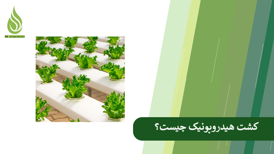 همه چیز درباره کشت هیدروپونیک
