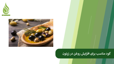 تصویر چه کودهایی باعث افزایش درصد روغن در میوه زیتون می شوند؟