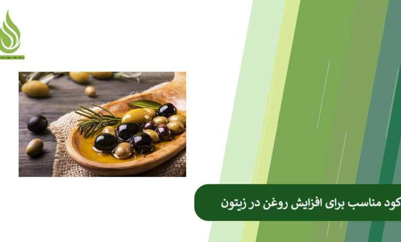 تصویر چه کودهایی باعث افزایش درصد روغن در میوه زیتون می شوند؟
