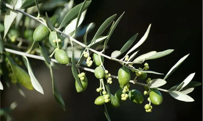 To increase oil percentage in olive fruit reliably, apply phosphorus in early spring