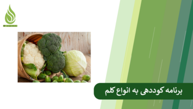 تصویر Cabbage Fertilization: A Guide to Grow Cabbage