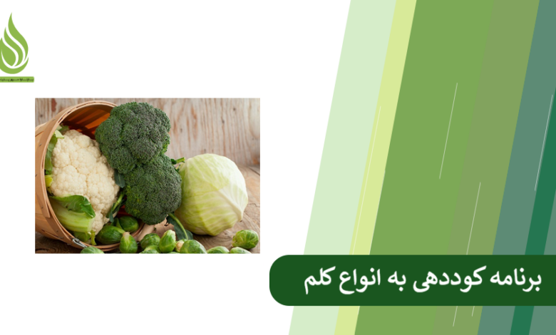تصویر Cabbage Fertilization: A Guide to Grow Cabbage