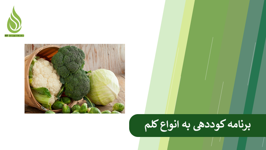 برنامه کوددهی به کلم
