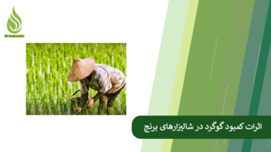 تصویر علائم کمبود گوگرد در زمین برنج کدامند؟ + راهکارهای کشاورزی برای رفع این کمبود