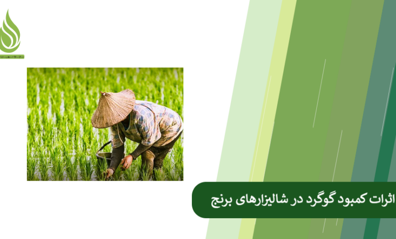 تصویر What Are the Signs of Sulfur Deficiency in Rice Paddies?