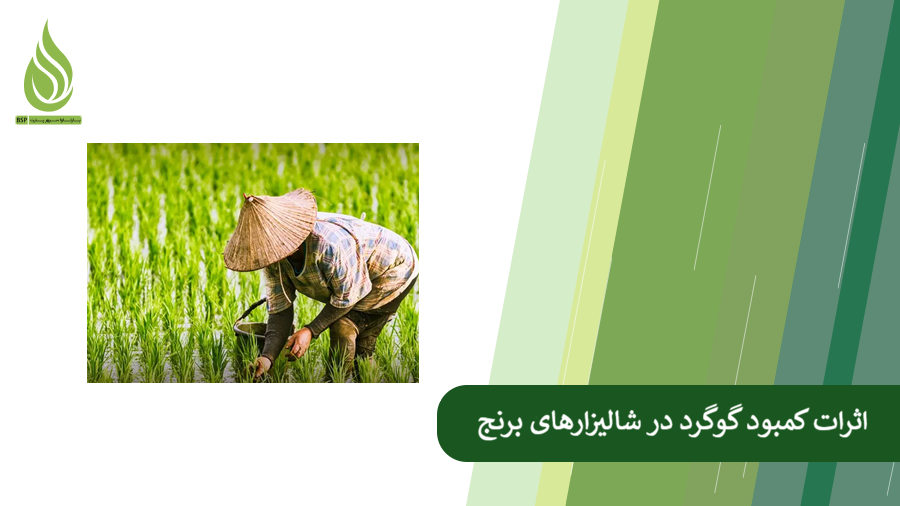 همه چیز درباره کمبود گوگرد در زمین های برنج