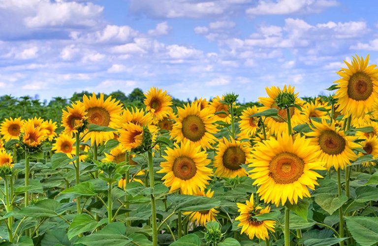 How to Boost Sunflower Height