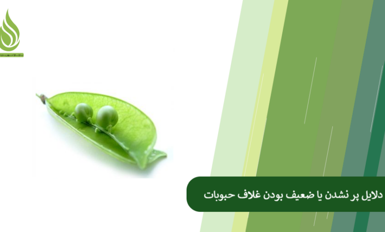 تصویر چرا حبوبات گل می دهند ولی غلاف نمی بندند؟ (دلایل غلاف ندادن + راهکار قطعی)