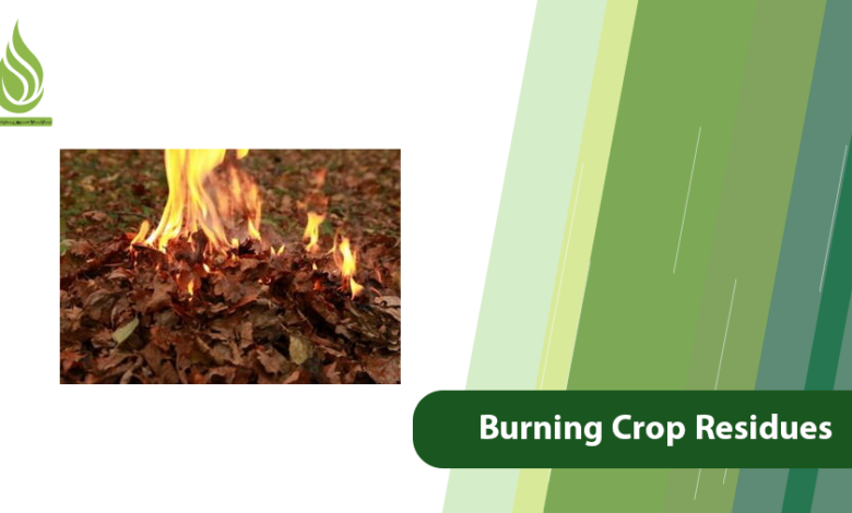تصویر Why Burning Crop Residues on Your Farm Is Damaging Your Soil?