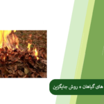 بررسی ضررهای سوزاندن برگ گیاهان + روش های جایگزین