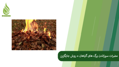 تصویر سوزاندن برگ ها در زمین کشاورزی چه ضررهایی دارد؟ + روش های جایگزین