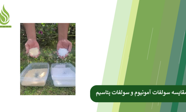 تصویر مقایسه سولفات آمونیوم و سولفات پتاسیم: راهنمای کشاورزان برای تغذیه گیاه و اصلاح خاک