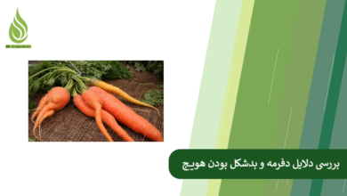 تصویر چرا هویج دوشاخه یا پیچ خورده می شود؟ (دلایل بدشکل شدن هویج + راه حل)