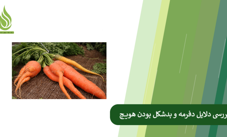 تصویر چرا هویج دوشاخه یا پیچ خورده می شود؟ (دلایل بدشکل شدن هویج + راه حل)