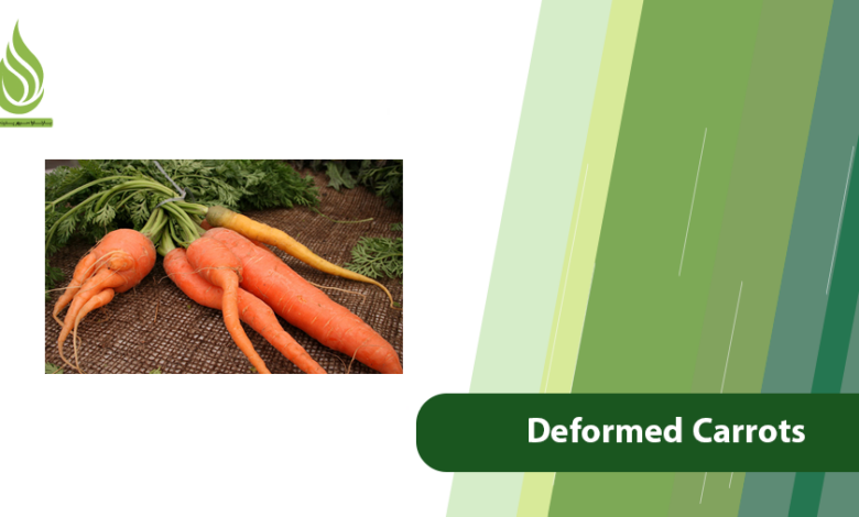 تصویر Deformed Carrots: Why They Fork, Twist, and How to Prevent It