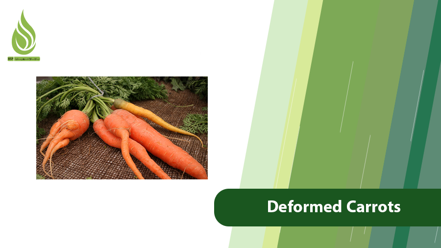 Deformed Carrots
