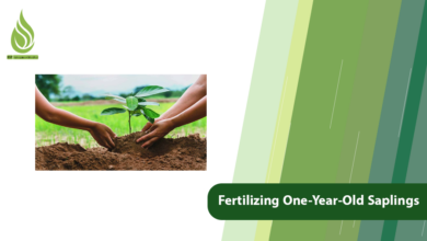 تصویر Fertilizing One-Year-Old Saplings: Guide for Giant, Healthy Growth
