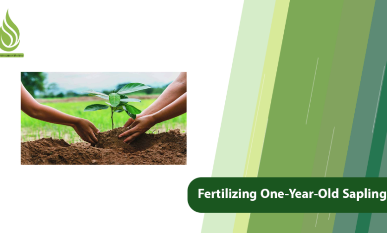 تصویر Fertilizing One-Year-Old Saplings: Guide for Giant, Healthy Growth