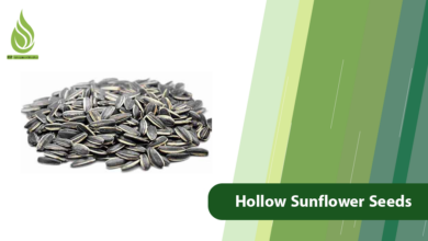 تصویر Why Are Sunflower Seeds Hollow & How to Prevent It?