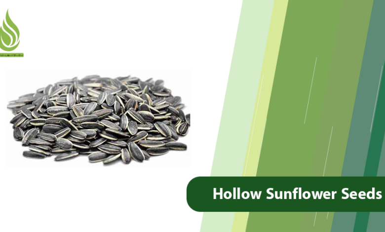 تصویر Why Are Sunflower Seeds Hollow & How to Prevent It?