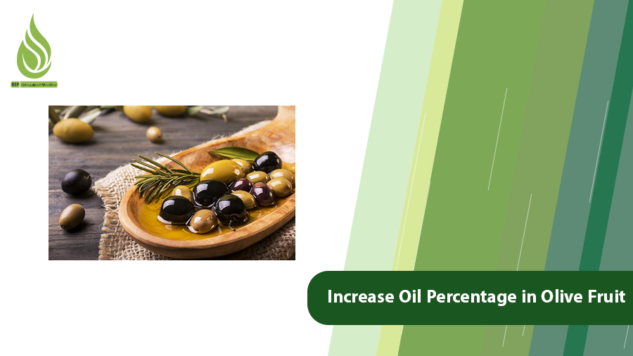 Increase Oil Percentage in Olive Fruit