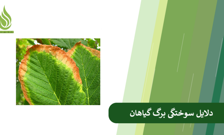 تصویر چرا برگ گیاه ها در مزرعه دچار سوختگی می شود؟ (بررسی دلایل مختلف و ارائه راه حل)