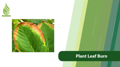 تصویر Plant Leaf Burn in the Field: Causes, Solutions, and Prevention