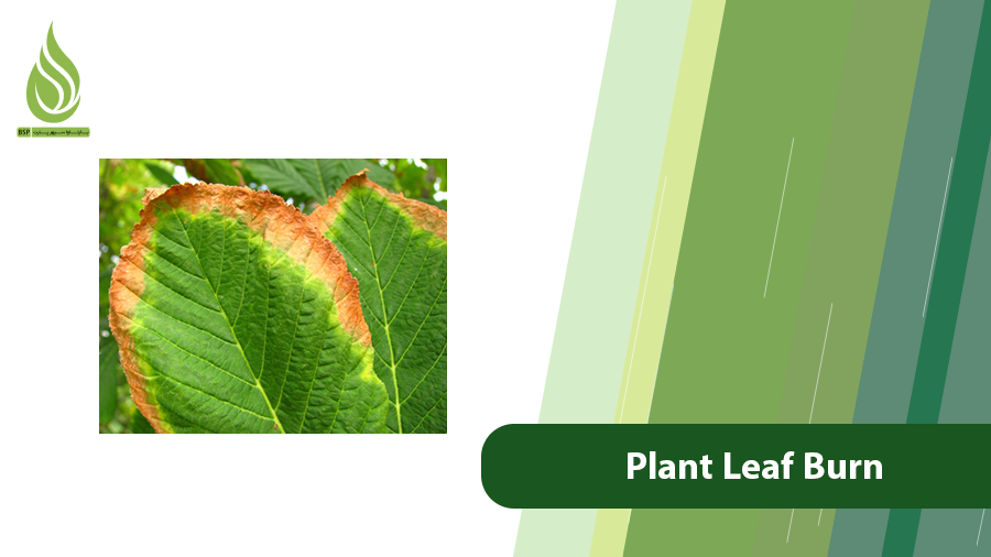 Plant Leaf Burn