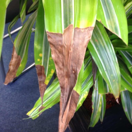 Water Stress: Both Under- and Over-Watering