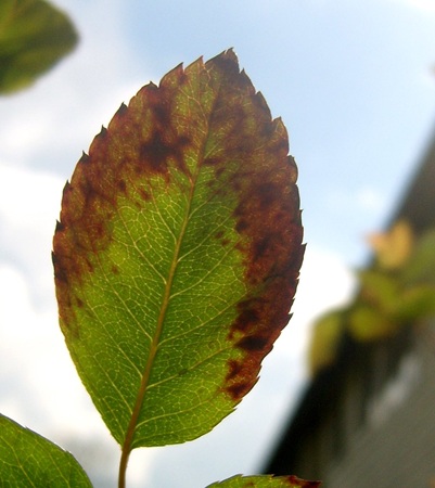 Pests and Diseases That Cause Plant Leaf Burn