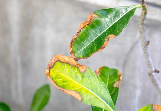 Over-Fertilization and Chemical Burns