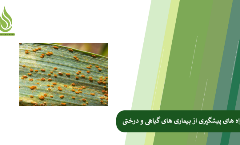 تصویر کشاورزان و باغداران چگونه از بیماری های گیاهان و درختان جلوگیری کنند؟