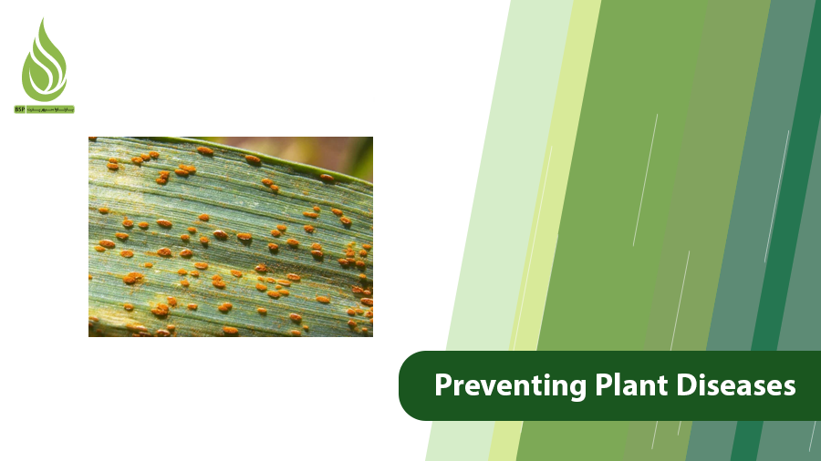 Preventing Plant Diseases