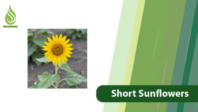 تصویر Why Do Sunflowers Stay Short & How to Boost Their Height?